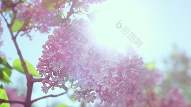 粉红色的树樱花花开花太阳阳光下降樱花